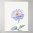 Search for aster flowers posters Nature