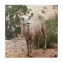Search for zion tiles Zion national park