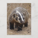 Search for badgers postcards Wildlife