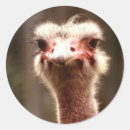 Search for ostrich jokes Bird