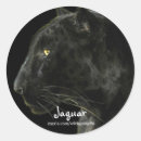 Search for black jaguar stickers Big cats