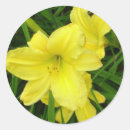 Search for daylily stickers Daylilies