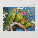 Search for lory postcards Birds