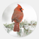 Search for northern cardinal stickers Cardinalis