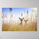 Search for two animals posters Animals in the wild