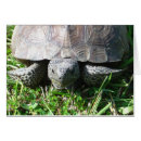 Search for gopher tortoise Turtle