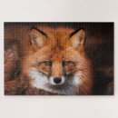 Search for red fox puzzles Wild
