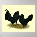 Search for bantam posters Chicken
