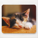 Search for eye closed mousepads Cat