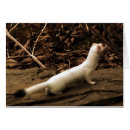 Search for ermine Wildlife