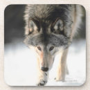 Search for aggressive coasters Wildlife