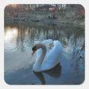 Search for swan lake stickers Nature