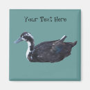 Search for duck magnets Black