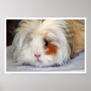 Search for guinea pig posters Cavy