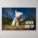 Search for west highland terrier posters Puppy