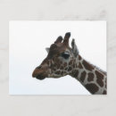 Search for girafe postcards Giraffe