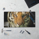 Search for dangerous animals electronics Tiger