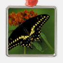 Search for flora and christmas tree decorations North america