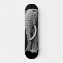 Search for bulls skateboards Wildlife