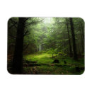 Search for tree trunk magnets Woods