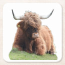 Search for highland cow coasters Animals