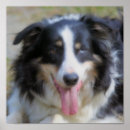 Search for border collie herding dog posters Canine