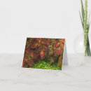 Search for coleus cards Plants