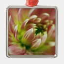 Search for fresh christmas tree decorations Pink