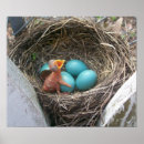 Search for robin nursery decor Bird