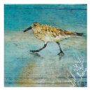 Search for sandpiper art Shorebirds