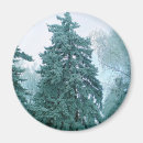 Search for spruce tree magnets Winter