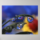 Search for dewdrops posters Leaf