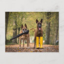 Search for malinois postcards Dogs