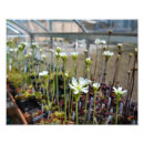 Search for venus flytrap Nature