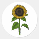 Search for sunflower drawing stickers Botanical