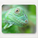 Search for iguana mousepads Reptile