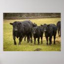 Search for bovine posters Farm animal