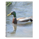 Search for mallards photography Birds