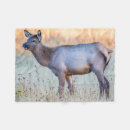 Search for calf blankets Wildlife