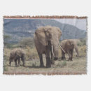 Search for calf blankets African elephant