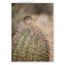 Search for desert squirrel Arizona