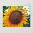 Search for sunflower seasonal cards Garden