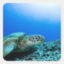Search for sea turtle stickers Underwater
