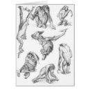 Search for anthropoid Primate