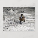 Search for ducklings postcards Baby duck