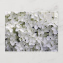 Search for closeup postcards Flowers