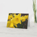 Search for daffodil easter cards Yellow