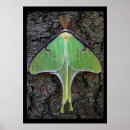 Search for luna moth art Wings