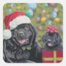 Search for newfoundland dog stickers Puppy