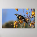 Search for tui posters Native